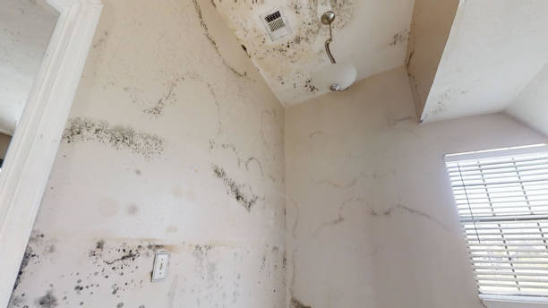Best Black Mold Removal  in Arlington, TX