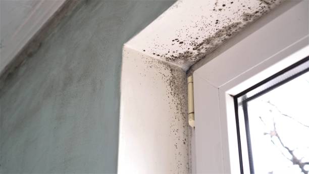 Reliable Arlington, TX Mold Removal Solutions