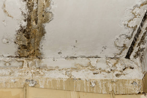 Mold Odor Removal Services in Arlington, TX