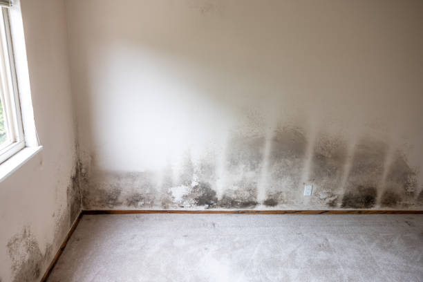 Best Environmental Consulting for Mold Prevention  in Arlington, TX