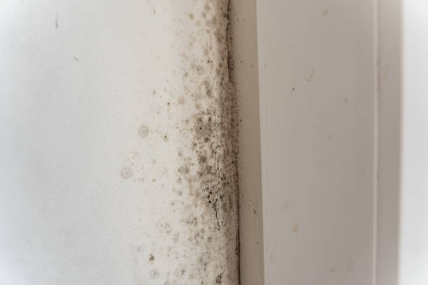 Best Mold Damage Restoration  in Arlington, TX
