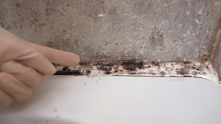 Best Asbestos and Lead Testing During Mold Inspection  in Arlington, TX