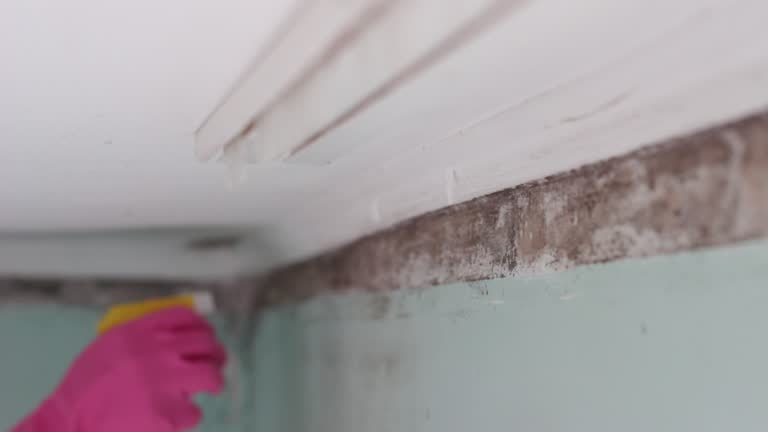  Arlington, TX Mold Removal Pros